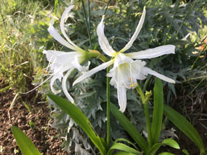 Hymenocallis x festalis